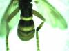 Leopoldius sp.
